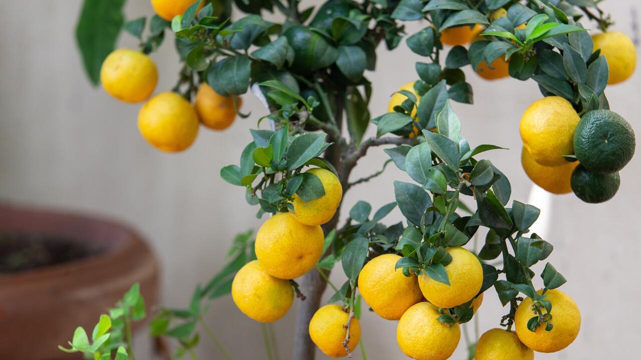 Zitronenbaum verliert Blätter: Wie man ihm durch die kalte Jahreszeit hilft